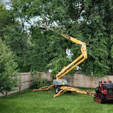 Best Tree Cabling and Bracing  in Baltimore, MD