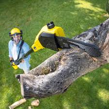 Best Arborist Consultation Services  in Baltimore, MD