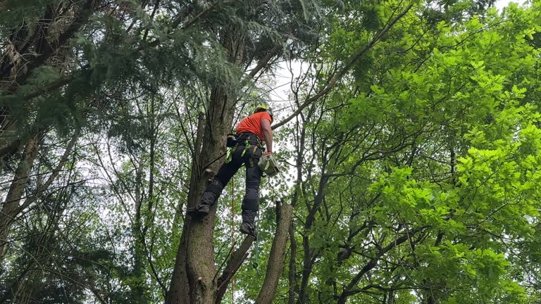 Best Root Management and Removal  in Baltimore, MD