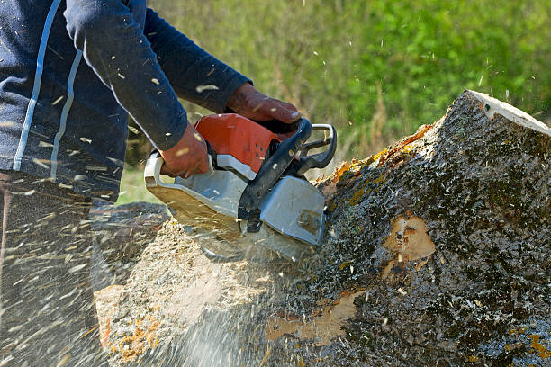 Best Tree Mulching  in Baltimore, MD