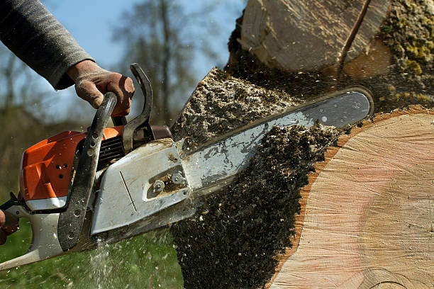 Best Stump Grinding and Removal  in Baltimore, MD